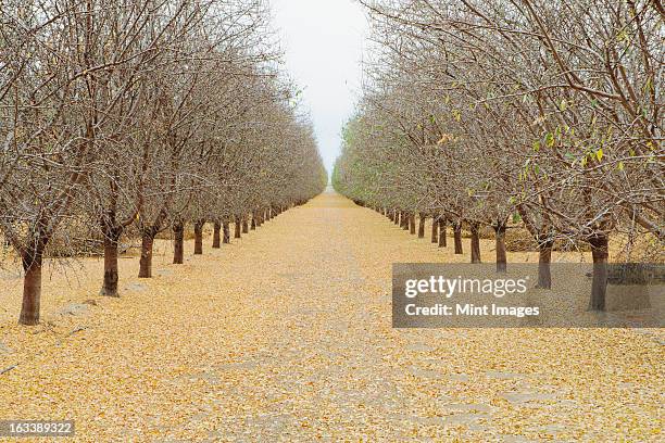 rows of pistachio trees, san joaquin valley, near bakersfield - pistachio tree 個照片及圖片檔