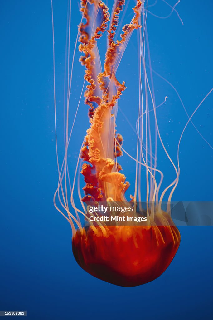 Black sea nettle jellyfish underwater, in the Monterey Bay Aquarium.