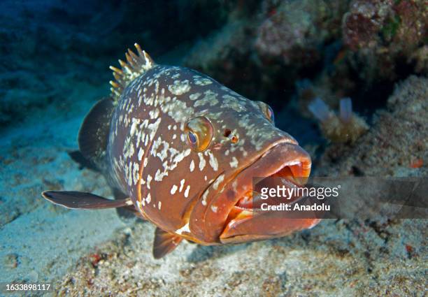 View of a grouper, an endangered species that lives off the coasts of the Mediterranean and Atlantic Ocean, documented by underwater documentary...