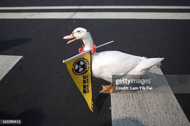 Duck walks with a flag reading ''No Nuke'' on its neck during an anti-nuclear rally on March 9, 2013 in Taipei, Taiwan.Tens of thousands of...