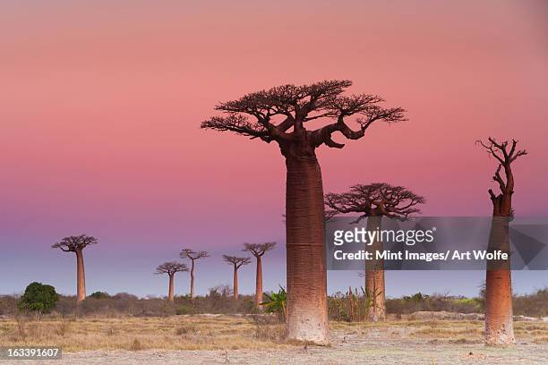 baobab trees, madagascar - baobab tree stock-fotos und bilder