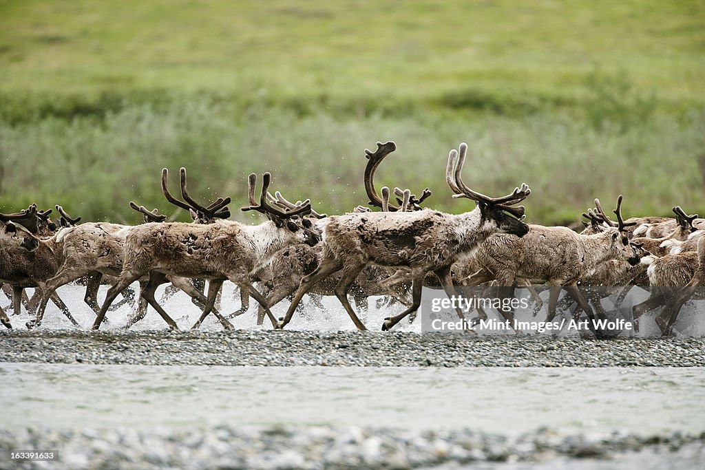 Caribou Arctic National Wildlife Refuge Alaska Usa High-Res Stock Photo -  Getty Images