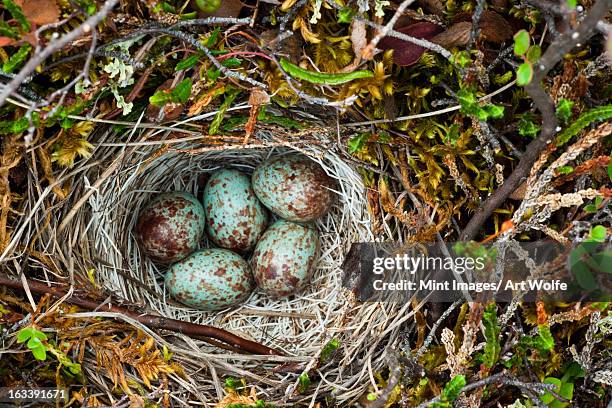 Arctic Shells Shell Arctic Photos and Premium High Res Pictures - Getty Images