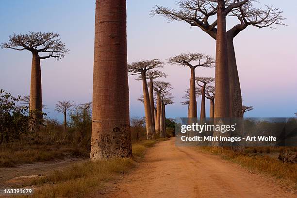 baobab trees, madagascar - avenue stock pictures, royalty-free photos & images