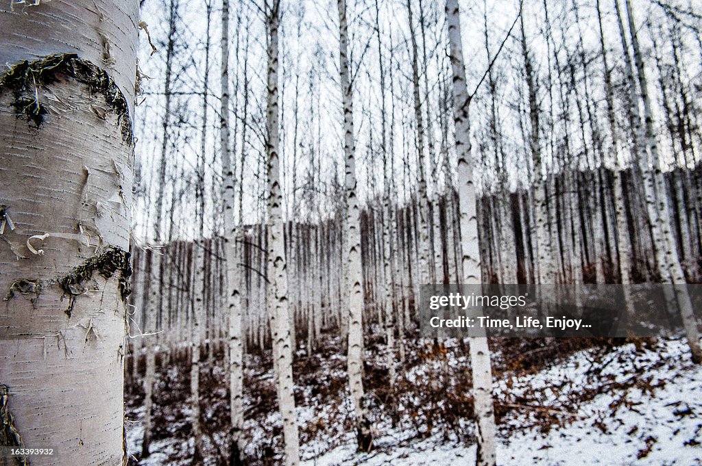 Birch trees