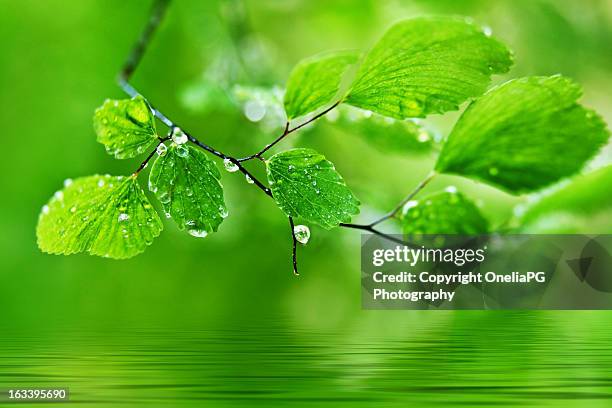 adiantum - p&g stock pictures, royalty-free photos & images
