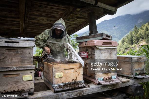 Year-old beekeeper Melahat Gulbin, who specializes in pure Caucasian queen bee breeding, smokes a hive on August 17, 2023 in Macahel, Turkey....