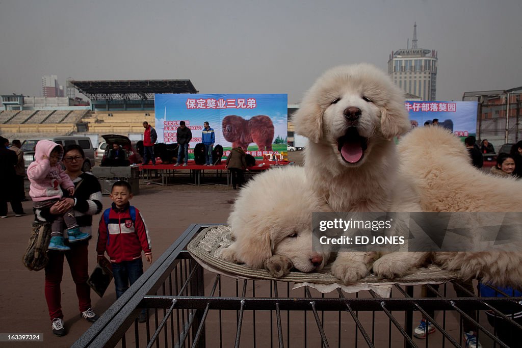 CHINA-TIBET-LIFESTYLE-ANIMAL-DOG