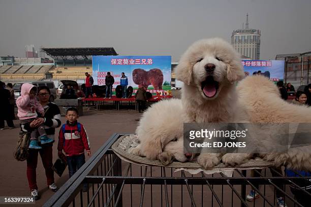 Tibetan mastiff puppies are displayed for sale at a mastiff show in Baoding, Hebei province, south of Beijing on March 9, 2013. Fetching prices...