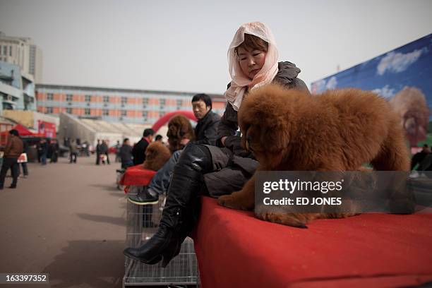 Woman sits with a Tibetan mastiff dog displayed for sale at a mastiff show in Baoding, Hebei province, south of Beijing on March 9, 2013. Fetching...