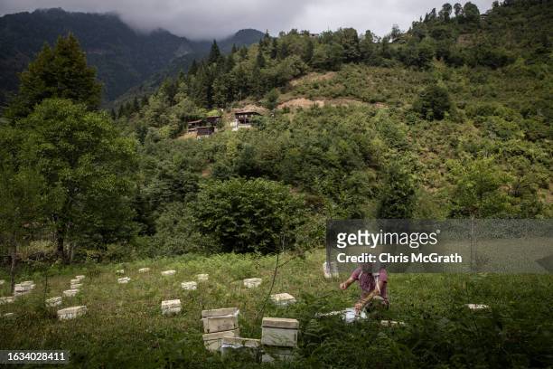 Beekeeper Taner Gulbin plants Caucasian queen bee larvae in a mating box on August 17, 2023 in Macahel, Turkey. Macahel, an area of villages on the...