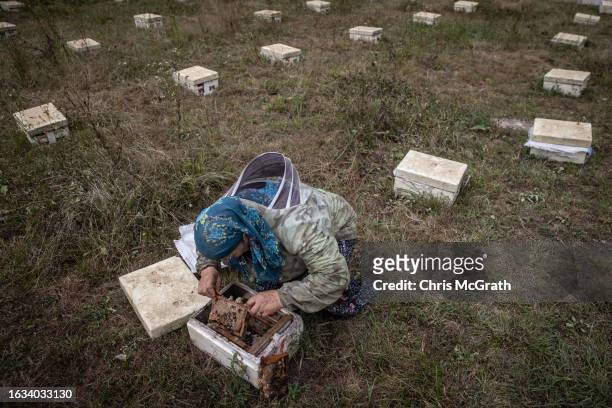 Year-old beekeeper Melahat Gulbin searches for a newly breed pure Caucasian queen bee to send to a buyer on August 17, 2023 in Macahel, Turkey....
