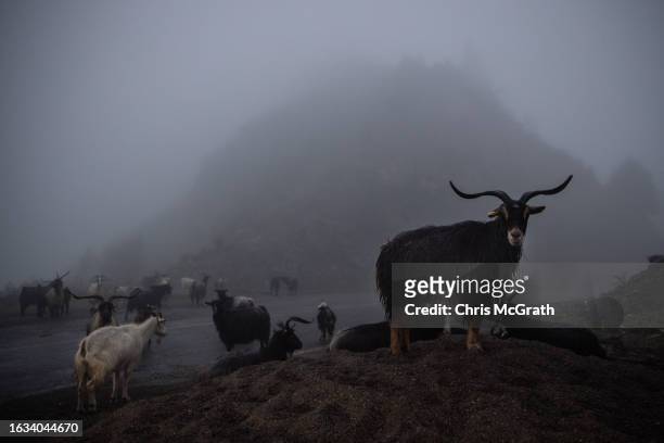 Goats block a road amid heavy fog in the mountainous area used by beekeepers on August 17, 2023 in Macahel, Turkey. Macahel, an area of villages on...