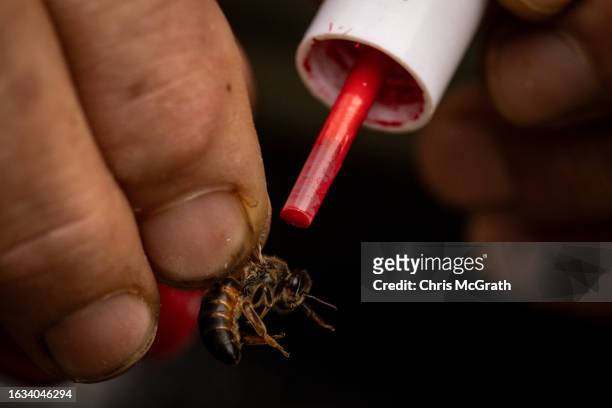Year-old beekeeper Melahat Gulbin paints a red dot on the back of a Caucasian queen bee prior to it being sent to a buyer on August 17, 2023 in...