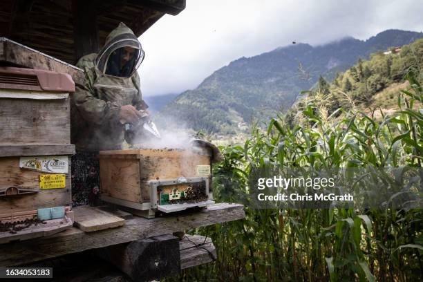 Year-old beekeeper Melahat Gulbin who specializes in pure Caucasian queen bee breeding, smokes a hi on August 17, 2023 in Macahel, Turkey. Macahel,...