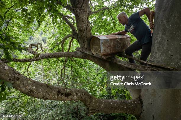 Beekeeper Naci Hatiloglu does routine maintenance to one of his traditional karakovan hives on August 18, 2023 in Murgul, Turkey. Karakovan hives are...