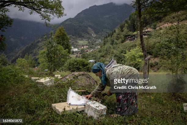 Year-old beekeeper Melahat Gulbin plants Caucasian queen bee larvae in a mating box on August 17, 2023 in Macahel, Turkey. Macahel, an area of...
