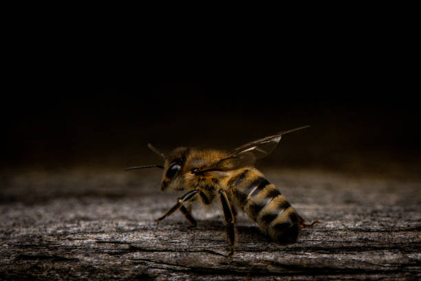 TUR: Climate Change Puts Pressure On Turkey's Bee Population