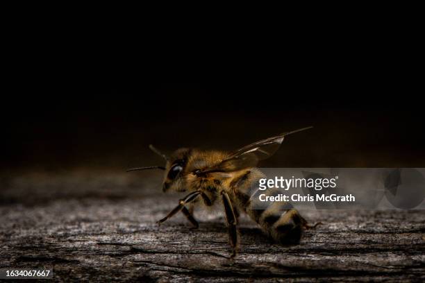Pure Caucasian bee moves around the entrance of a hive on August 17, 2023 in Macahel, Turkey. Macahel an area of villages on the Turkish-Georgian...