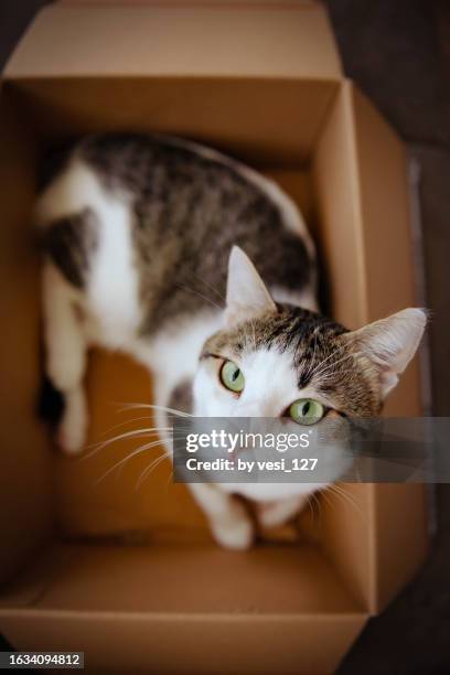 white tabby cat in a cardboard box - cat in box stock-fotos und bilder