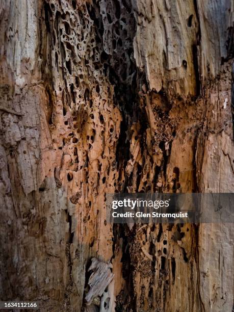 Dead Tree Insect Damage 345 Termite Damage Stock Photos, High-Res Pictures, and Images - Getty ...