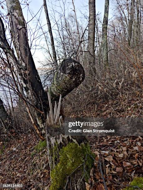 tree felled by beaver - beaver chew stock pictures, royalty-free photos & images