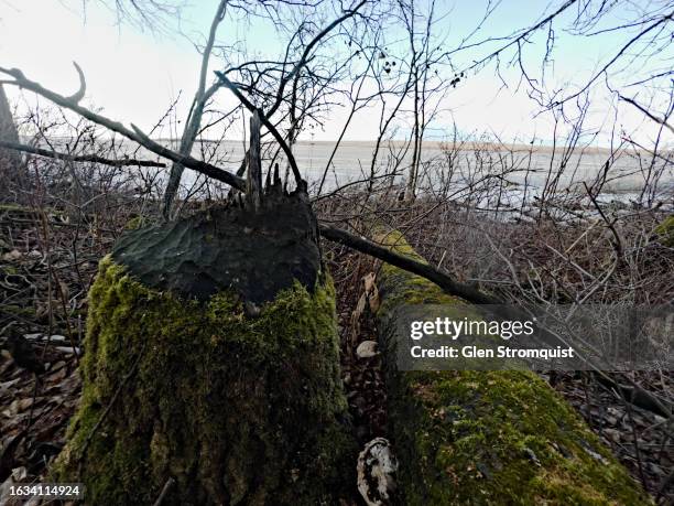 tree felled by beaver - beaver chew stock pictures, royalty-free photos & images