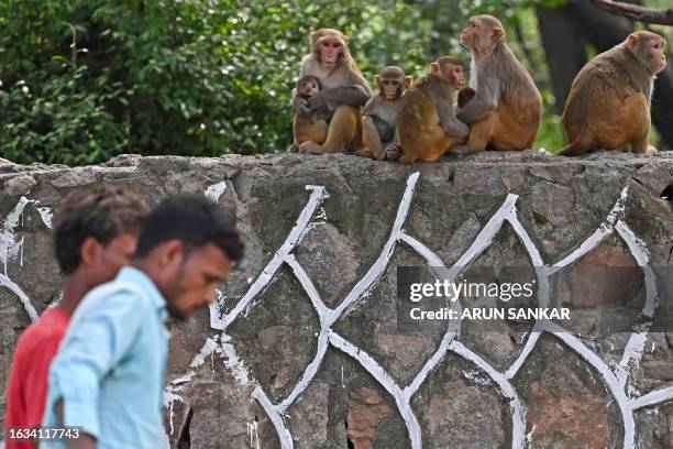 Men walk past monkeys as they sit atop a wall along a street in New Delhi on August 30 ahead of the G20 India Summit. Indian officials preparing for...