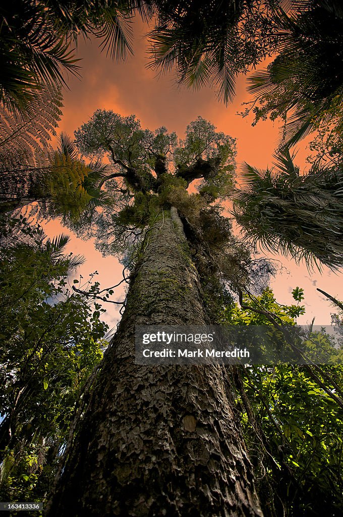 Kauri Tree Background Kauri Tree Sunset High-Res Stock Photo - Getty Images