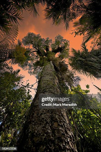 kauri tree sunset - kauri tree stock pictures, royalty-free photos & images