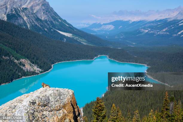 ground squirrel traverses rock above peyto lake - peyto lake stock pictures, royalty-free photos & images