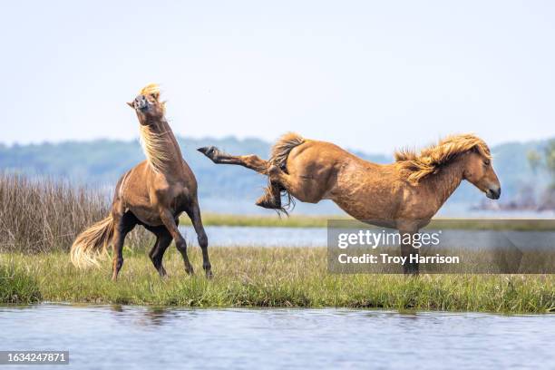 assateague island wild horses fighting - horse rearing up stock pictures, royalty-free photos & images