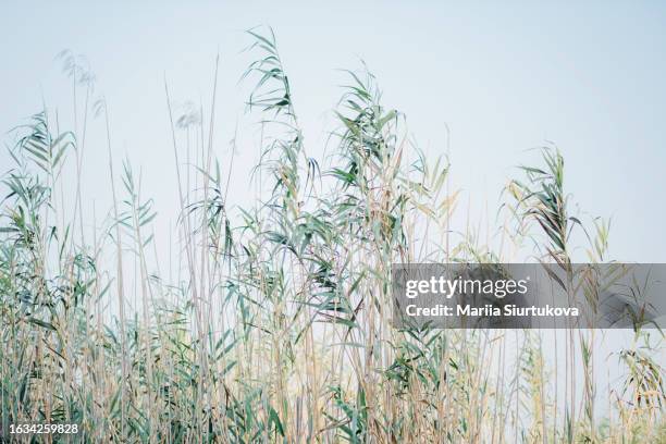 thicket of reeds. pampas grass on the river in summer. natural background of reeds against a blue sky. - sedge stock pictures, royalty-free photos & images