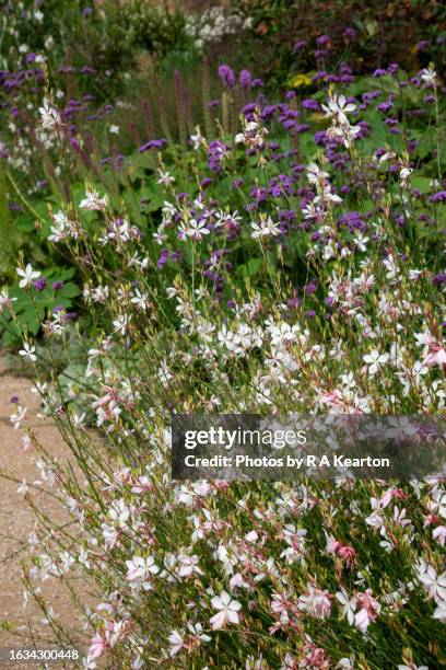 gaura lindheimeri in a late summer garden - verbena bonariensis stock pictures, royalty-free photos & images