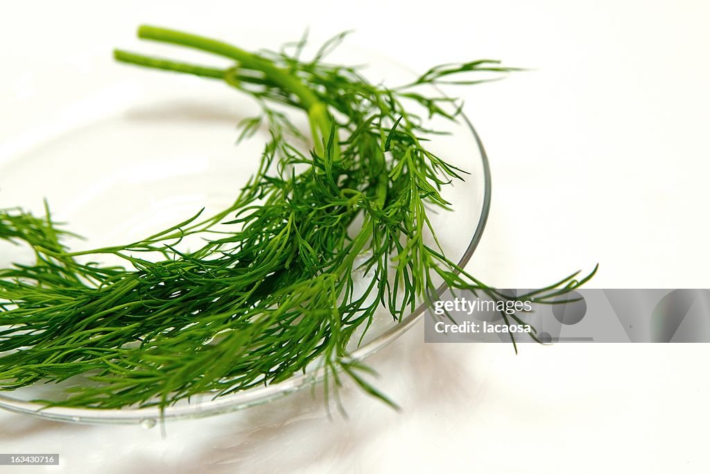 Freshly cut  dill