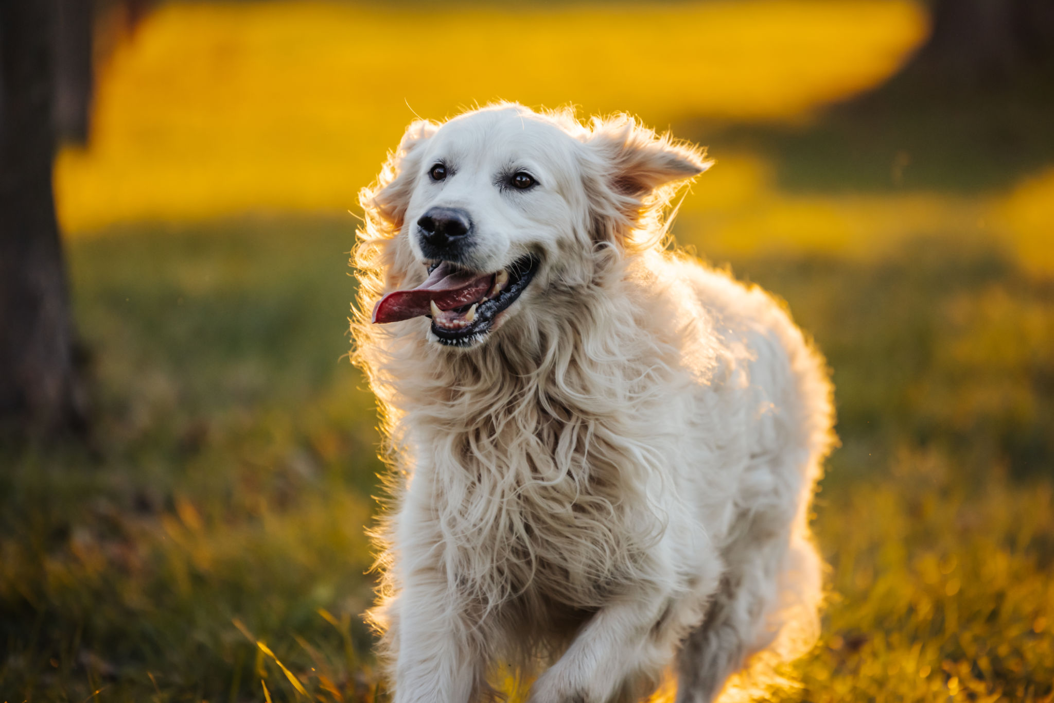 Golden Retriever happily running in autumn park Golden Retriever happily running in autumn park