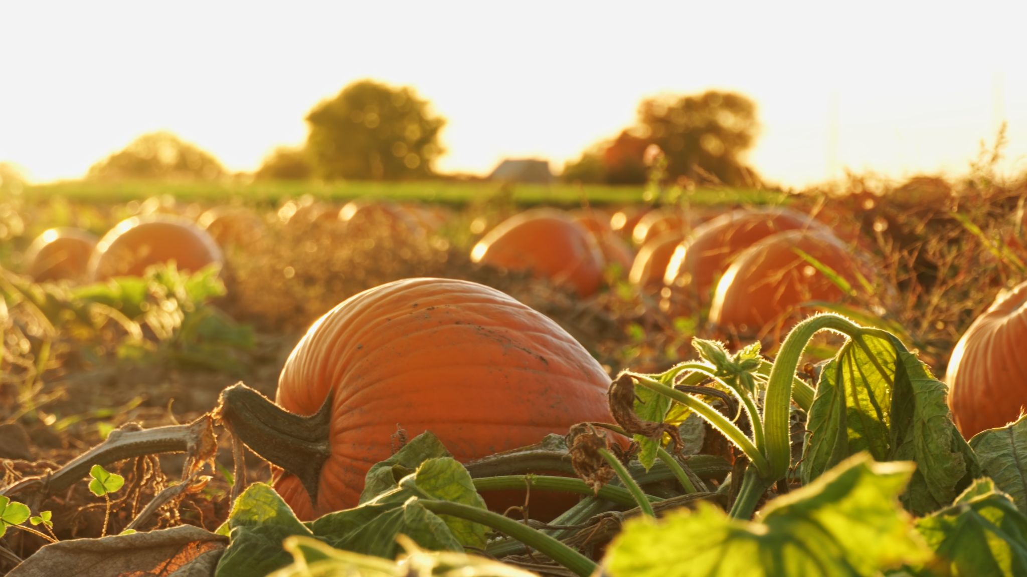 autumn harvest