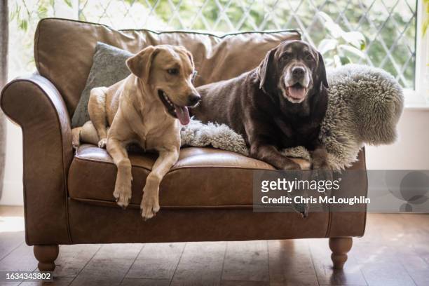 golden and chocholate labrador retrievers - yellow lab stock pictures, royalty-free photos & images