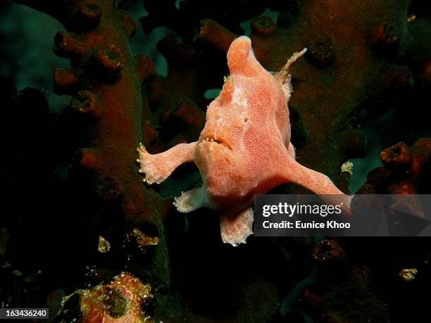 Frog Fish Stack Frog Fish Photos and Premium High Res Pictures - Getty Images