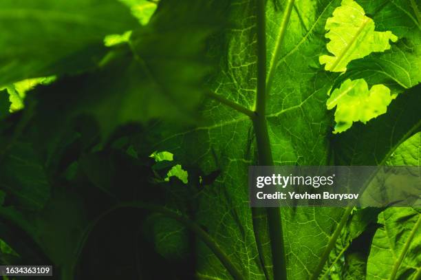 green leaves of hogweed. green background of textured leaf - riesen bärenklau stock-fotos und bilder