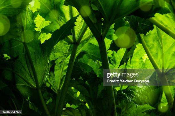 green leaves of hogweed. green background of textured leaf - riesen bärenklau stock-fotos und bilder