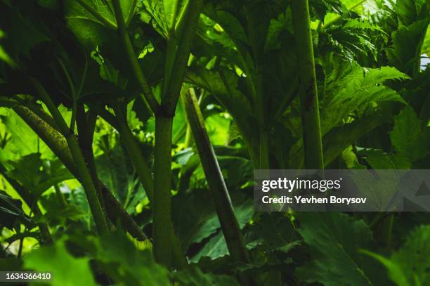 green leaves of hogweed. green background of textured leaf - riesen bärenklau stock-fotos und bilder