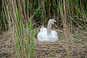 A breeding mute swan in a nest of reeds.
