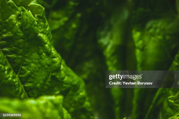 green leaves of hogweed. green background of textured leaf - riesen bärenklau stock-fotos und bilder