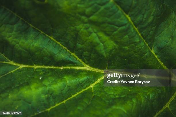 green leaves of hogweed. green background of textured leaf - riesen bärenklau stock-fotos und bilder
