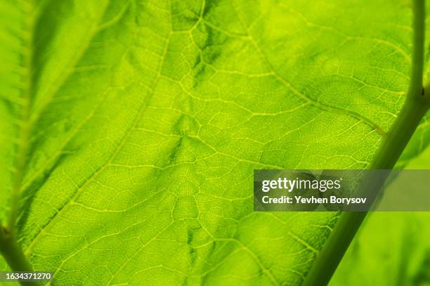 green leaves of hogweed. green background of textured leaf - riesen bärenklau stock-fotos und bilder