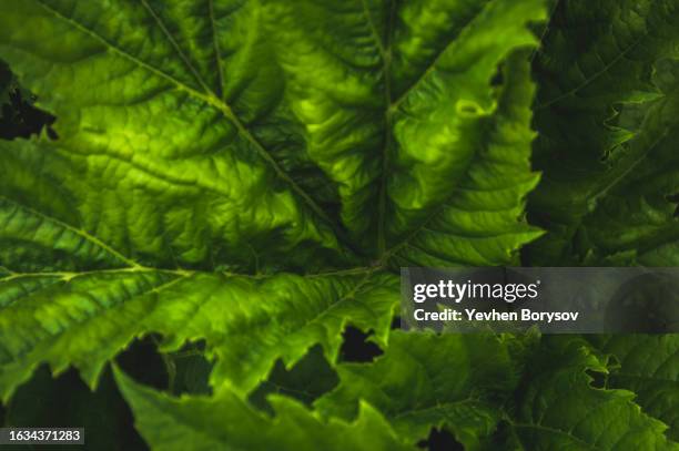 green leaves of hogweed. green background of textured leaf - riesen bärenklau stock-fotos und bilder