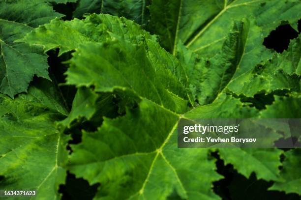 green leaves of hogweed. green background of textured leaf - riesen bärenklau stock-fotos und bilder