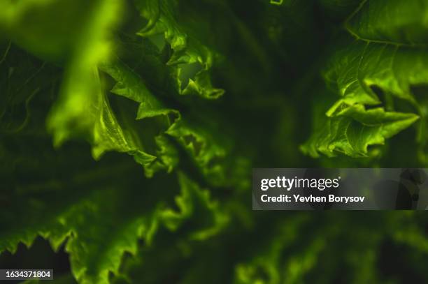 green leaves of hogweed. green background of textured leaf - riesen bärenklau stock-fotos und bilder