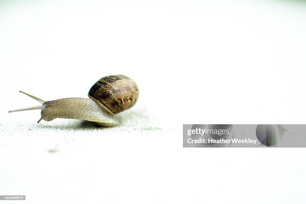 Snail with white background